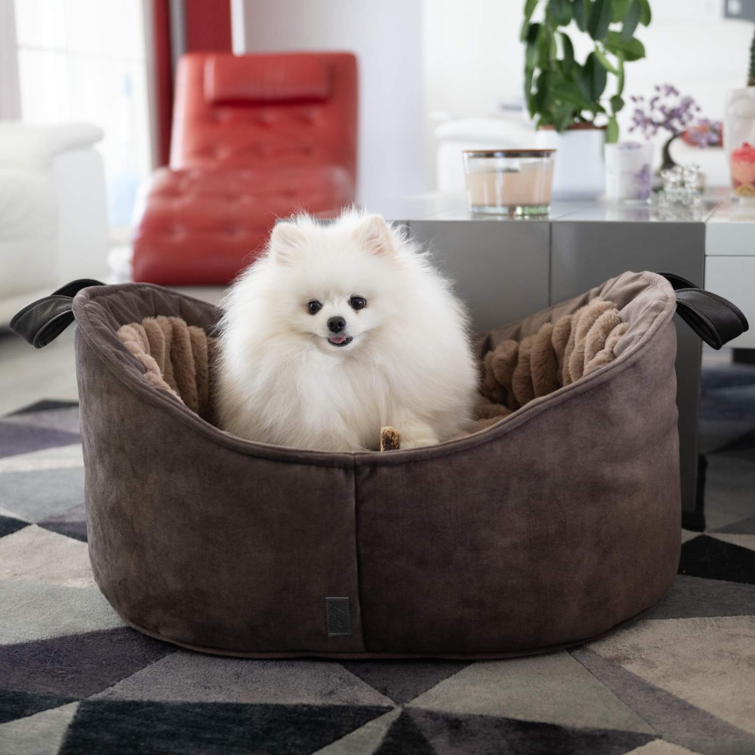 lit pour petit chien avec un Spitz dedans