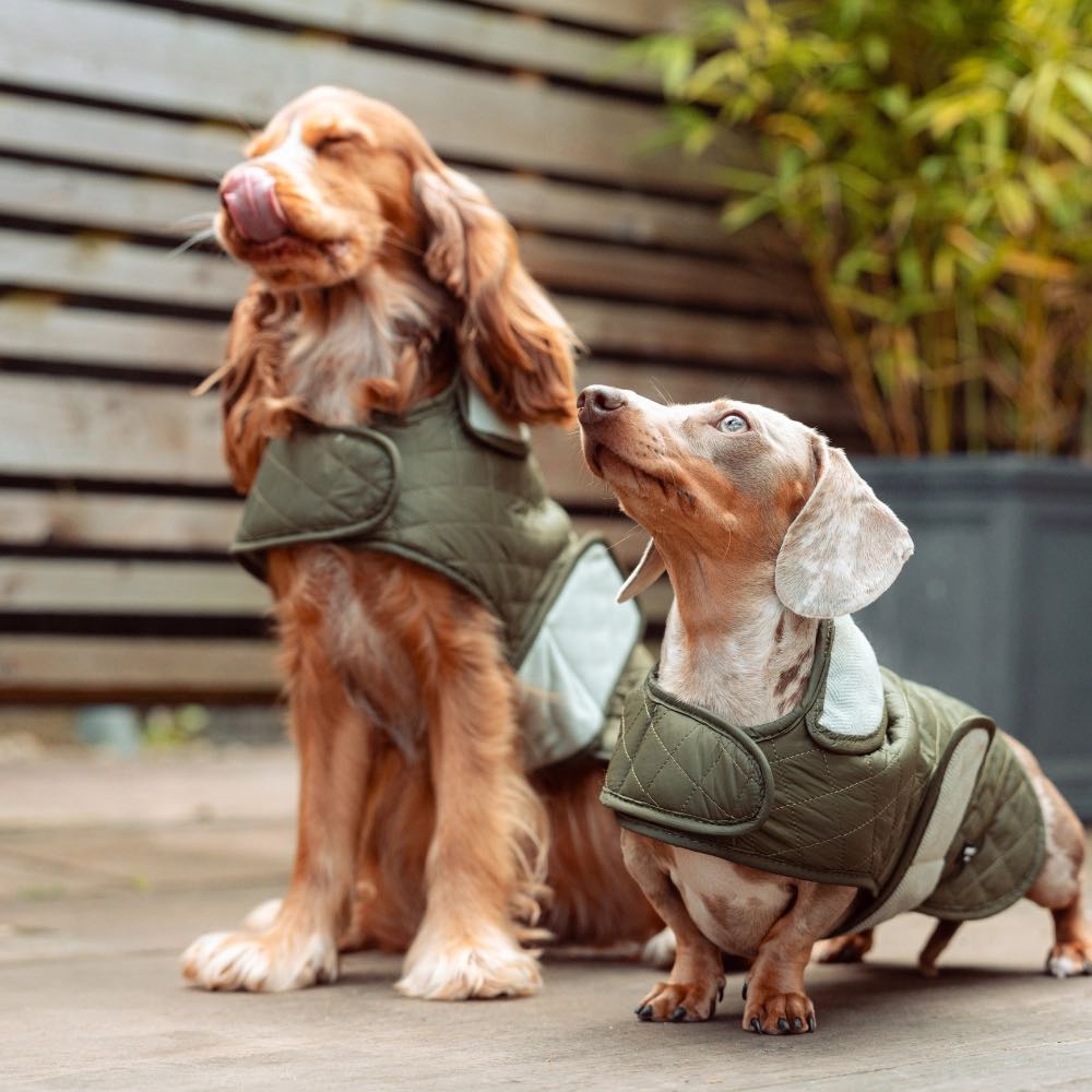 manteau pour chien doublé chaud et imperméable