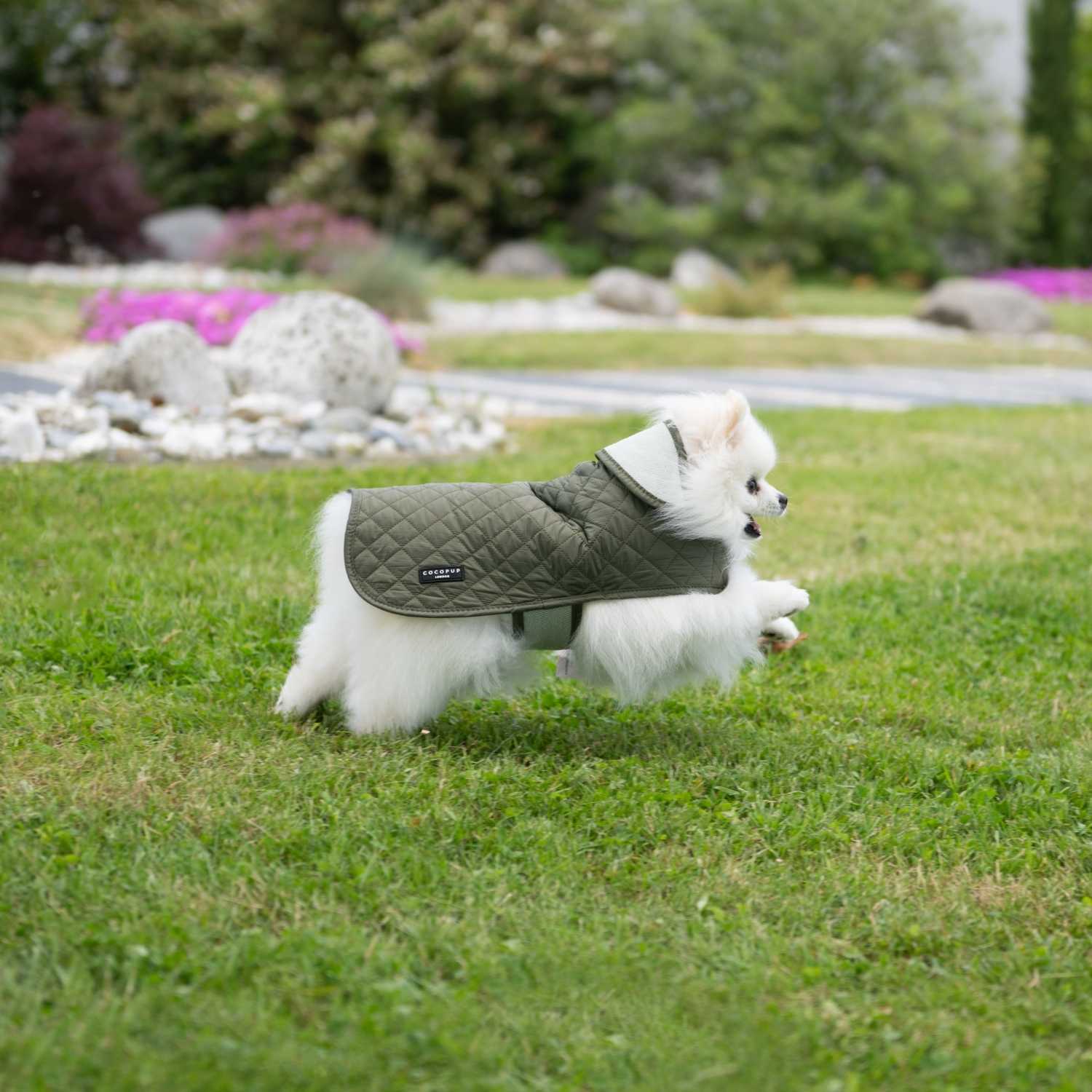 manteau pour chien matelassé kaki porté par un Spitz qui court