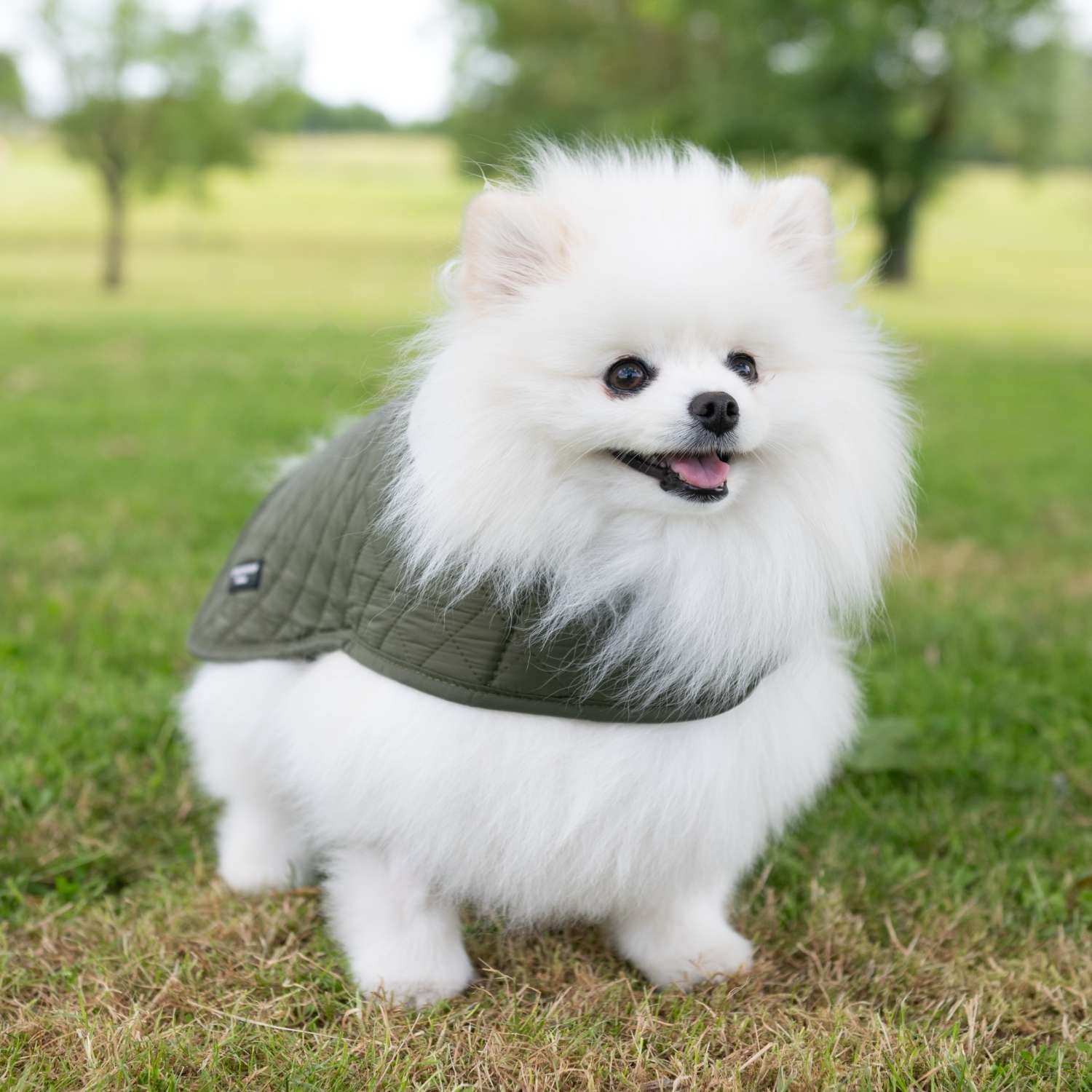 manteau pour chien matelassé kaki porté par un Spitz