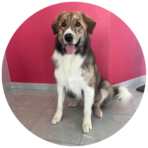 Meyko, patou croisé border collie, un des testeurs de la boutique pour chien Trop Wouaf