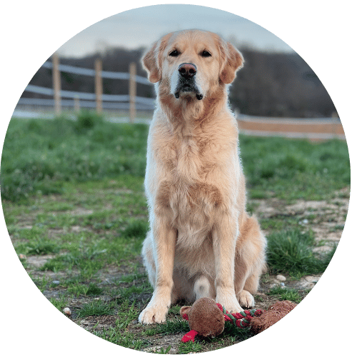 Olympe, golden retriever, un des testeurs de la boutique pour chien Trop Wouaf