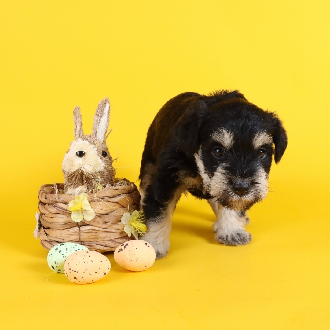Pâques chien avec chiot, lapin décoratif et œufs dans une ambiance festive