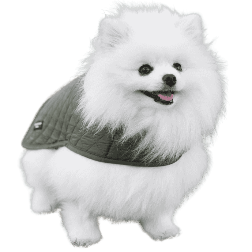 Trop Wouaf est le paradis des chiens gâtés comme Titou