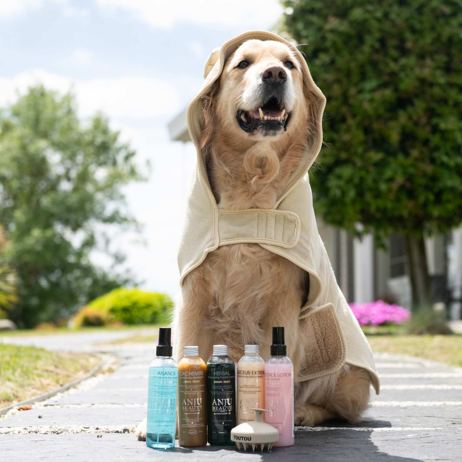 Peignoir chien ultra-absorbant sur un Golden avec d'autres produits de soins