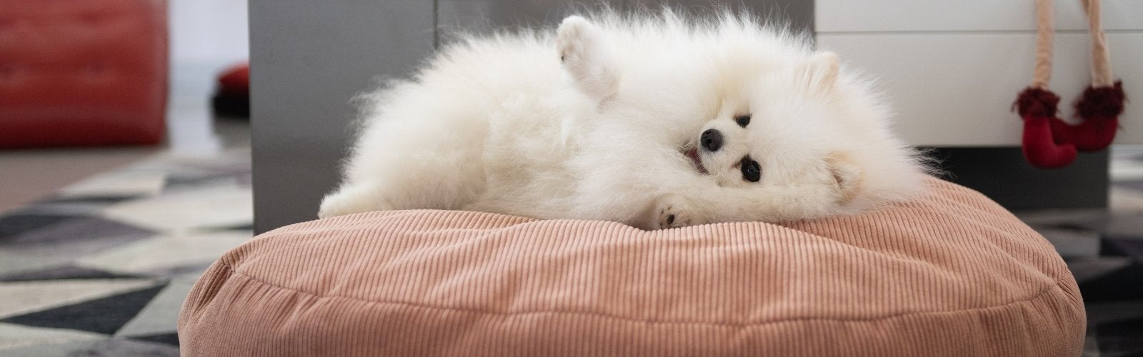 Spitz dans un coussin rose pour chien que l'on peut offrir pour la saint-valentin