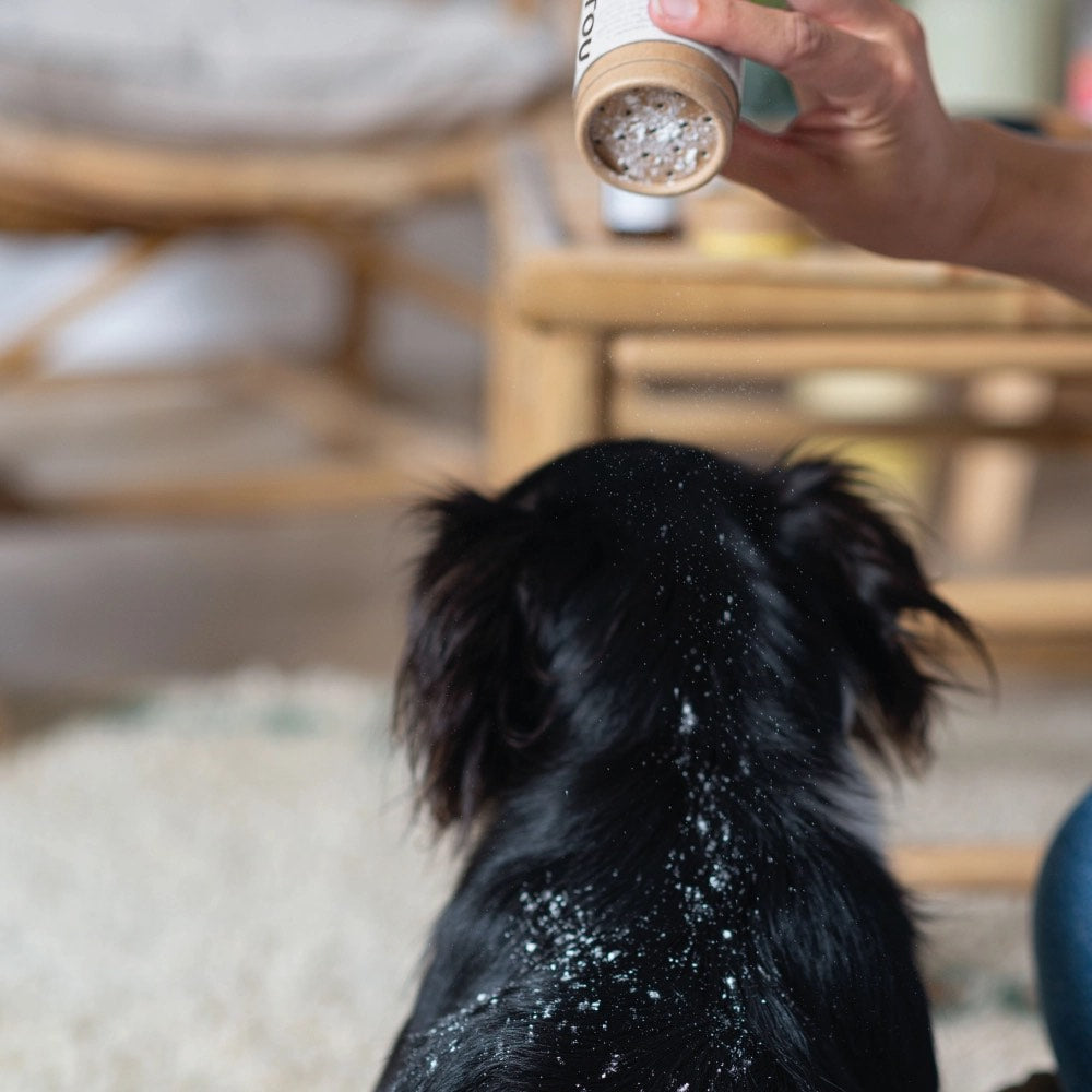 Poudre naturelle de shampoing sec chien saupoudrée sur pelage