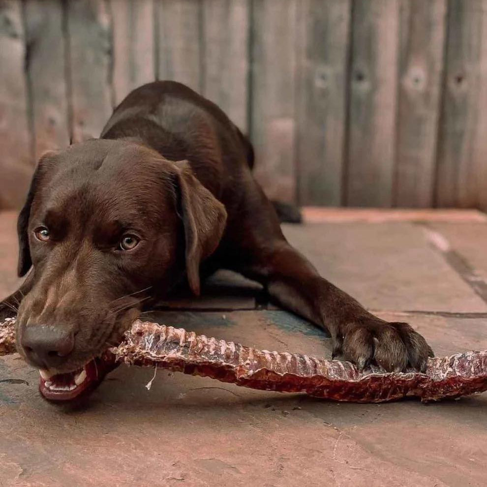 Friandise à mâcher longue durée pour grands chiens