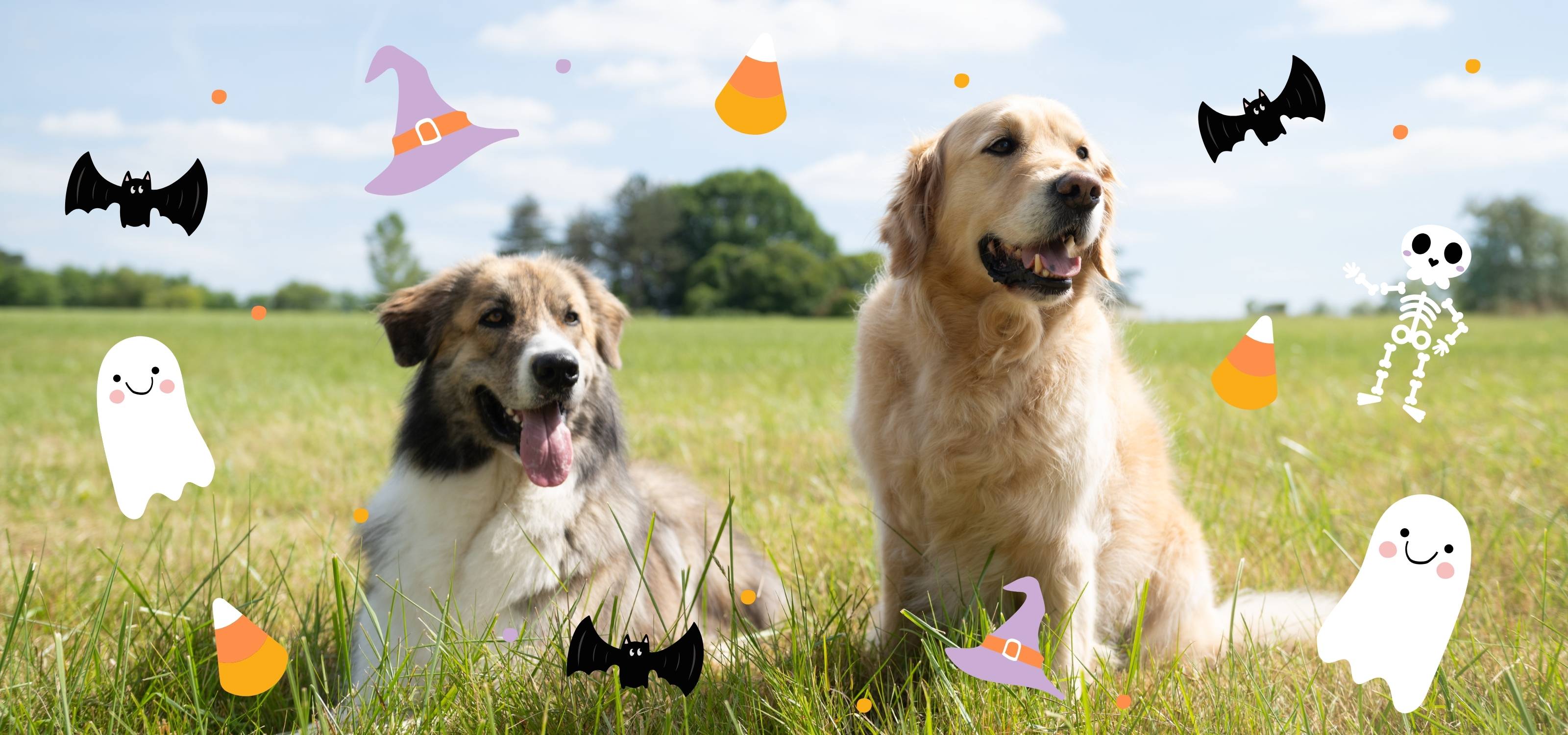 Collection Halloween pour chien : friandises, jouets, accessoires