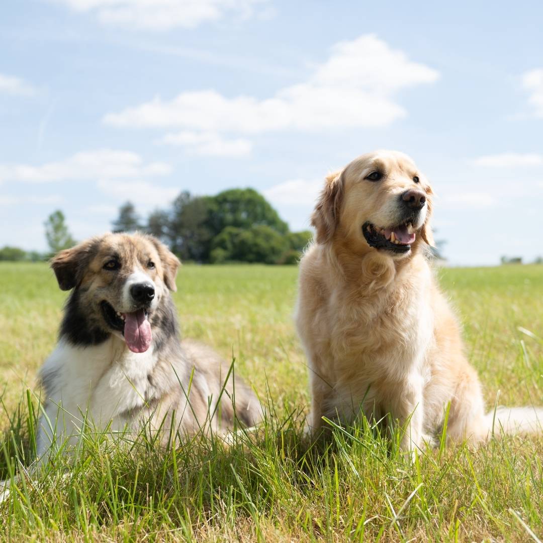 2 chiens, un Golden Retriever et un Patou croisé Border, qui testent nos jouets pour chien