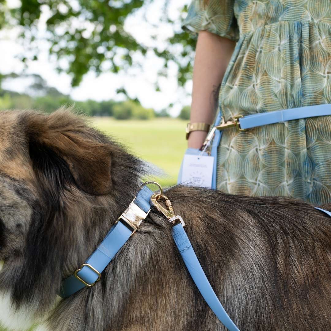 chien en promenade avec laisse adaptée à sa taille et à son environnement
