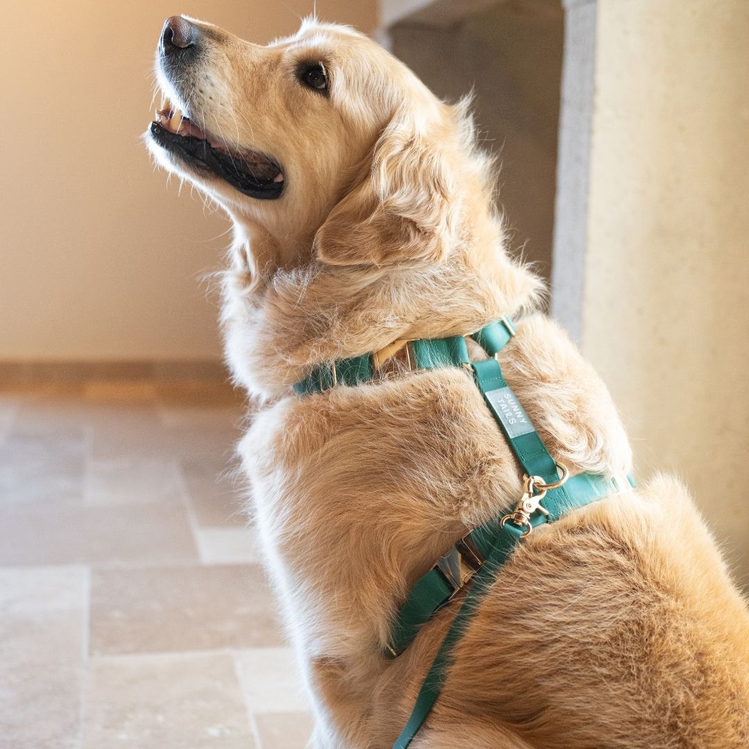 chien portant un harnais bien ajusté avec mesure du tour de poitrail