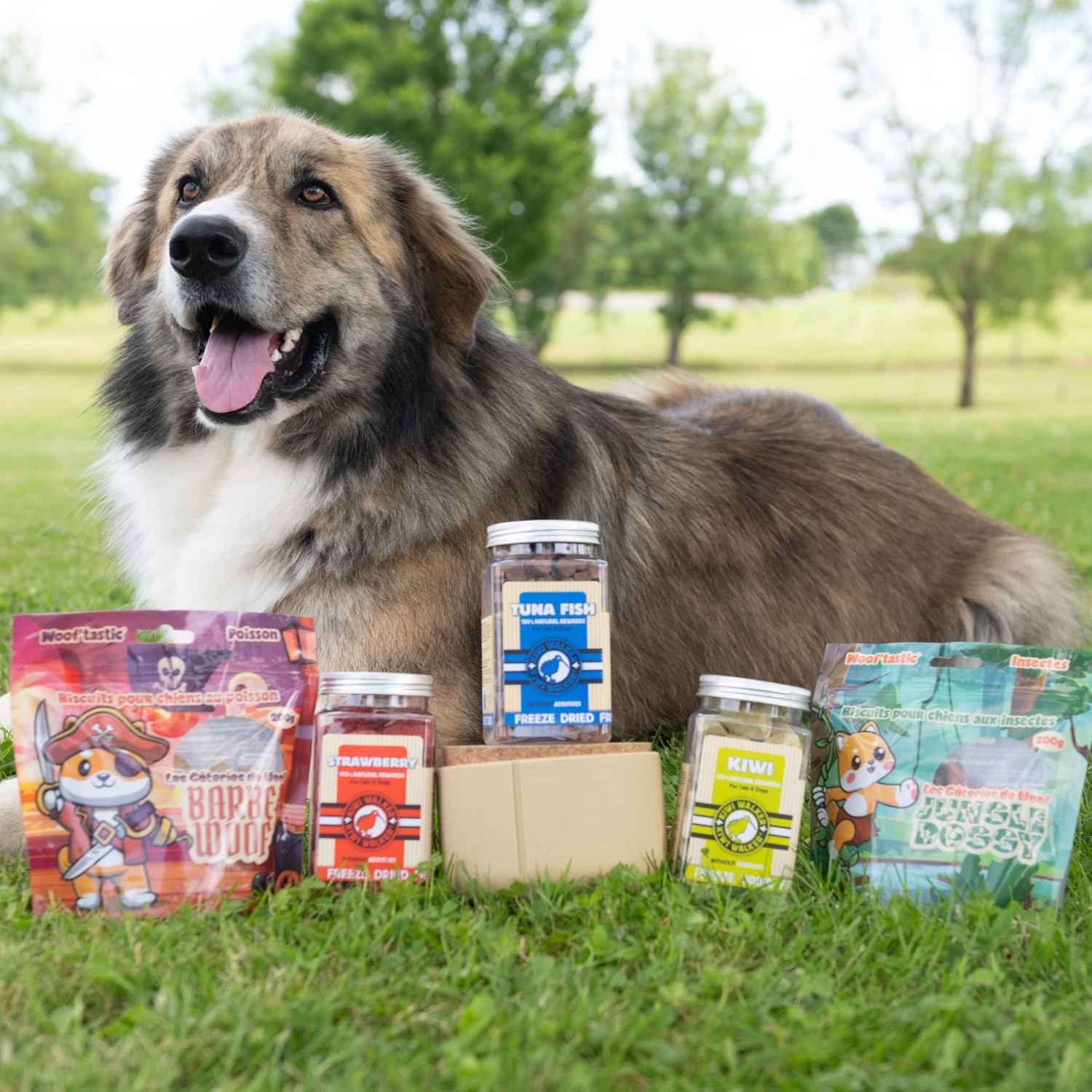 Meyko avec des friandises et des biscuits dont les biscuits chiens aux insectes Jungle Doggy