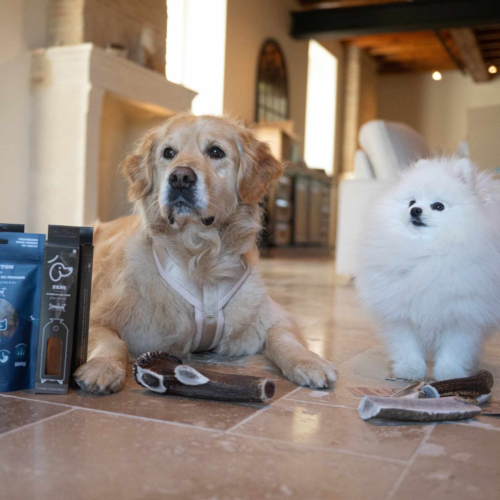 Chien Golden Retriever et chien Spitz nain blanc posant à côté de bois de cerf pour chien et de paquets de friandises