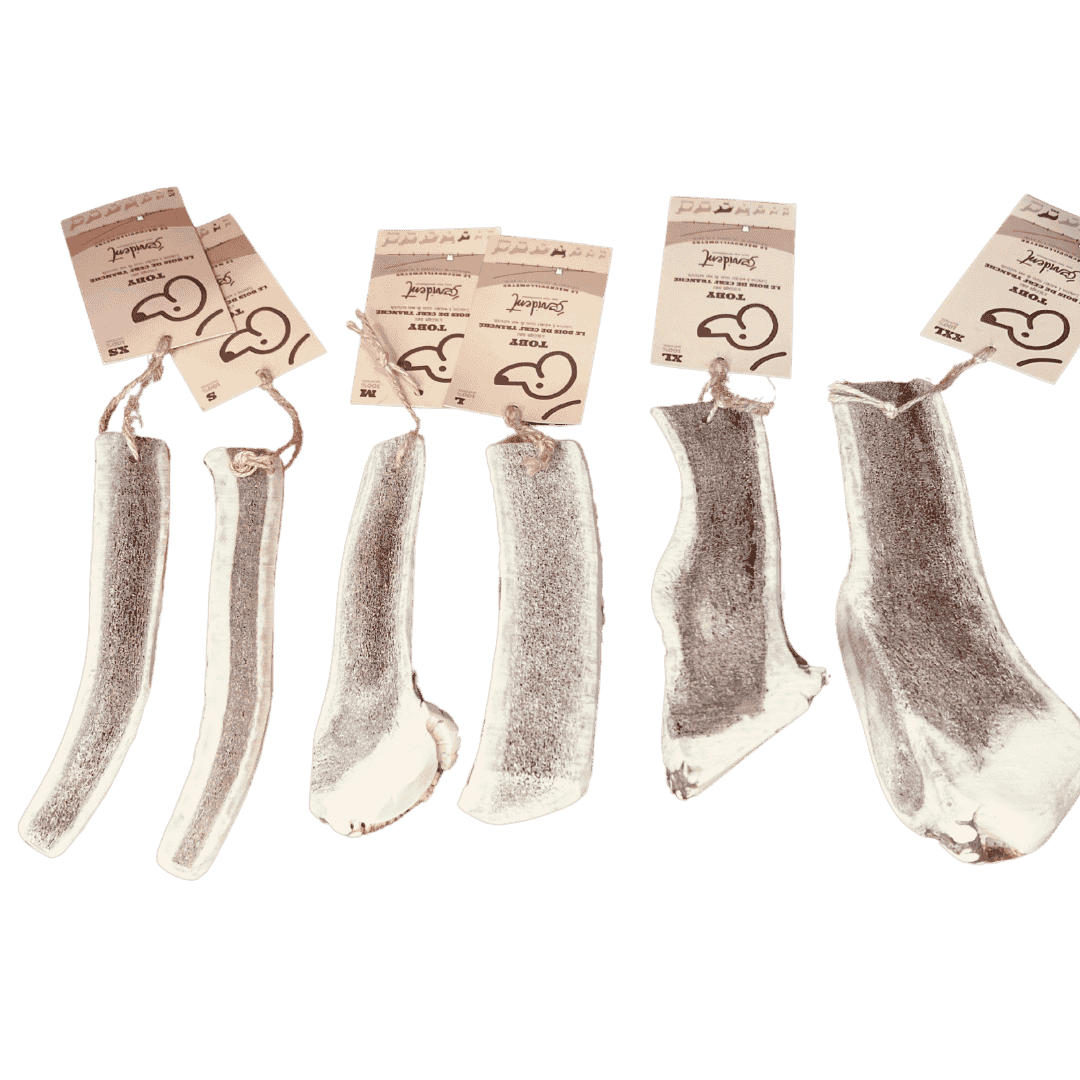Bois de cerf pour chien fendu, friandise naturelle et gourmande pour une mastication saine