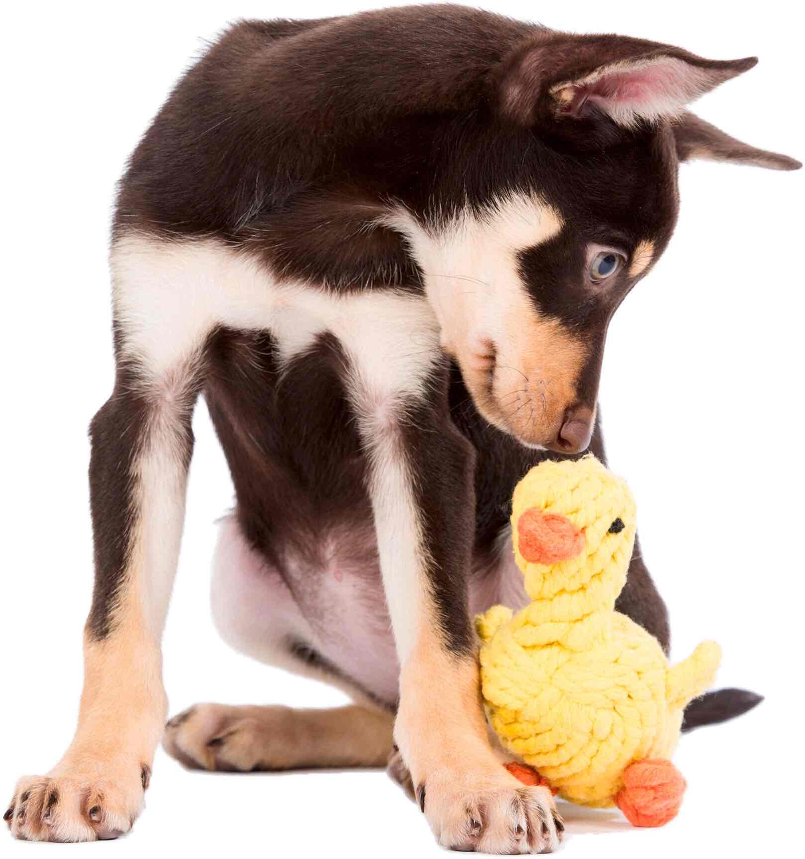 Jouet canard écoresponsable pour chien heureux