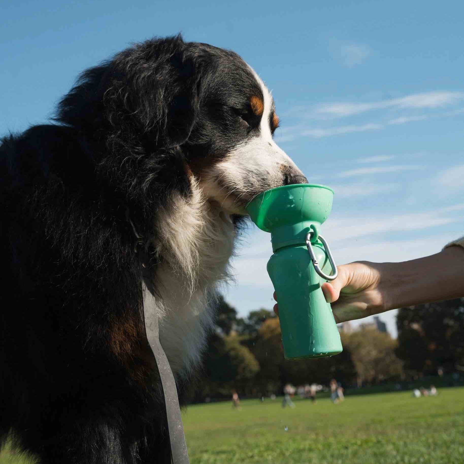 Chien buvant dans une gourde de voyage pour chien verte