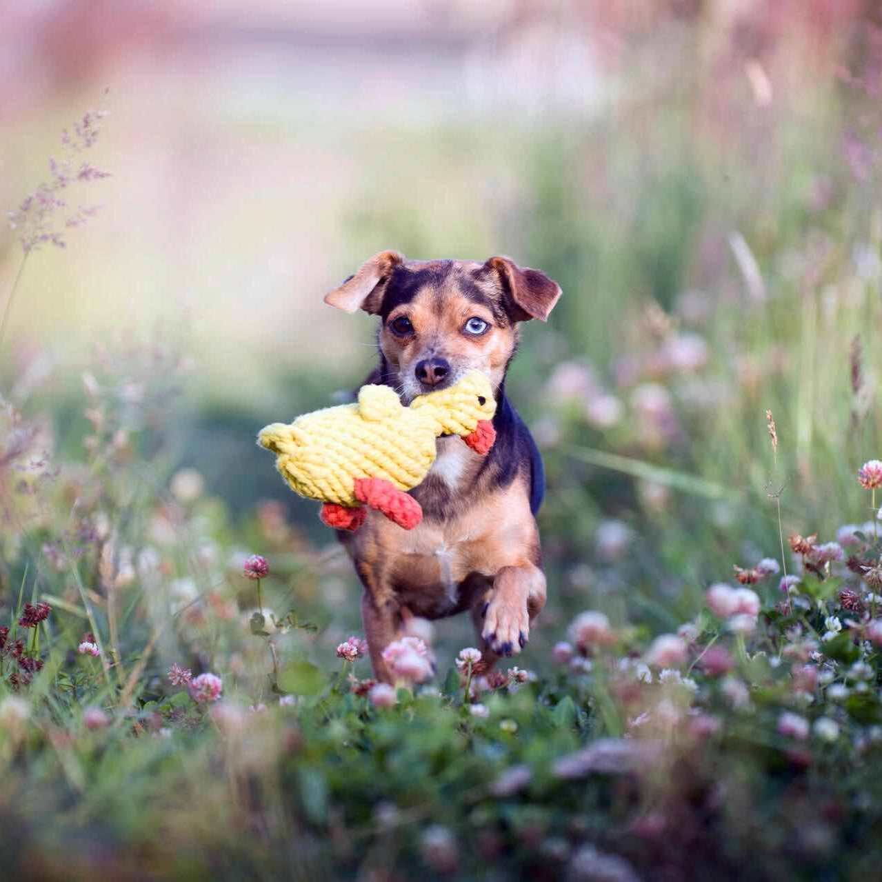 Chien jouant avec un jouet canard en corde