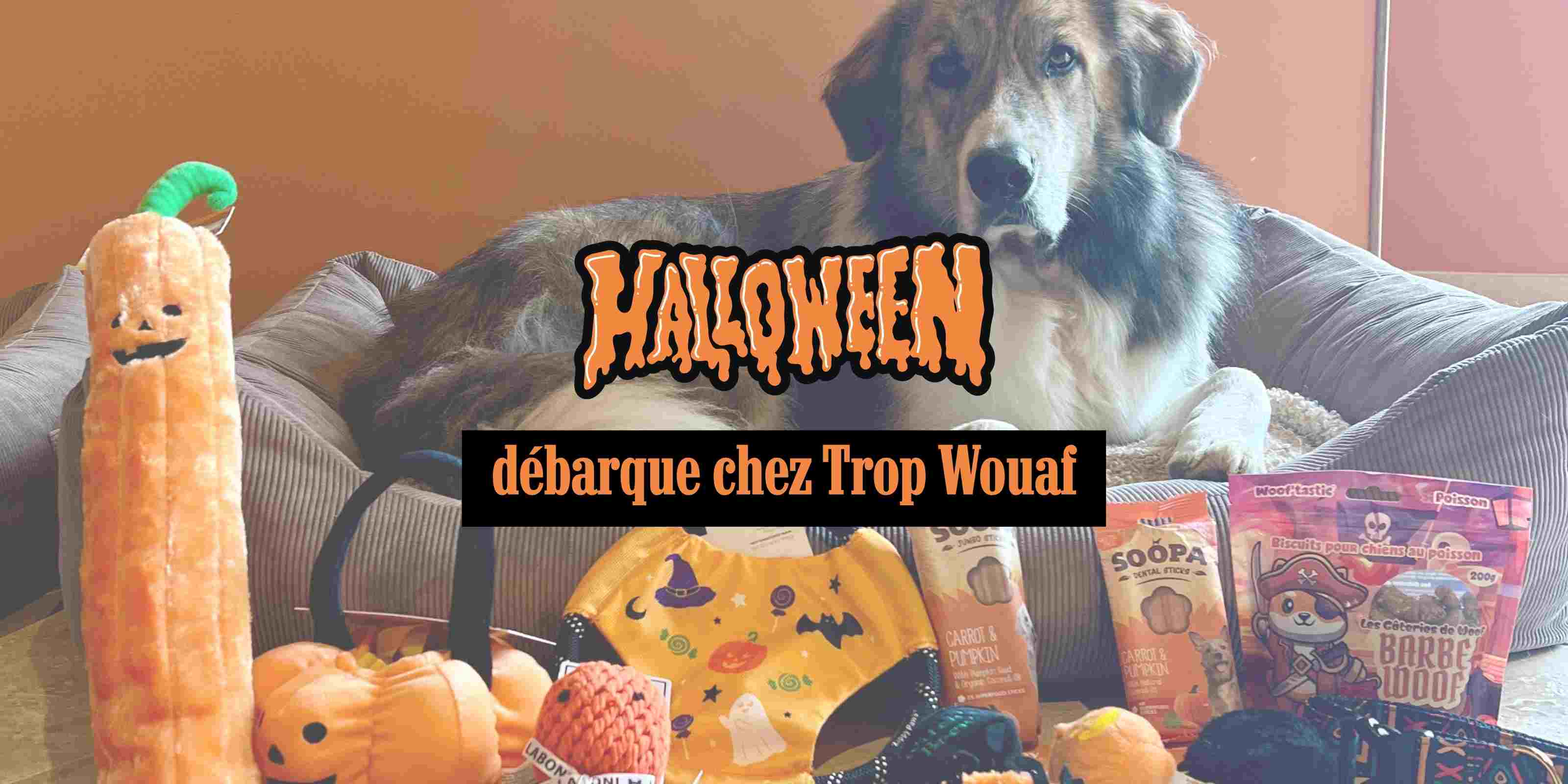 Meyko teste et valide la collection Halloween pour chien Trop Wouaf