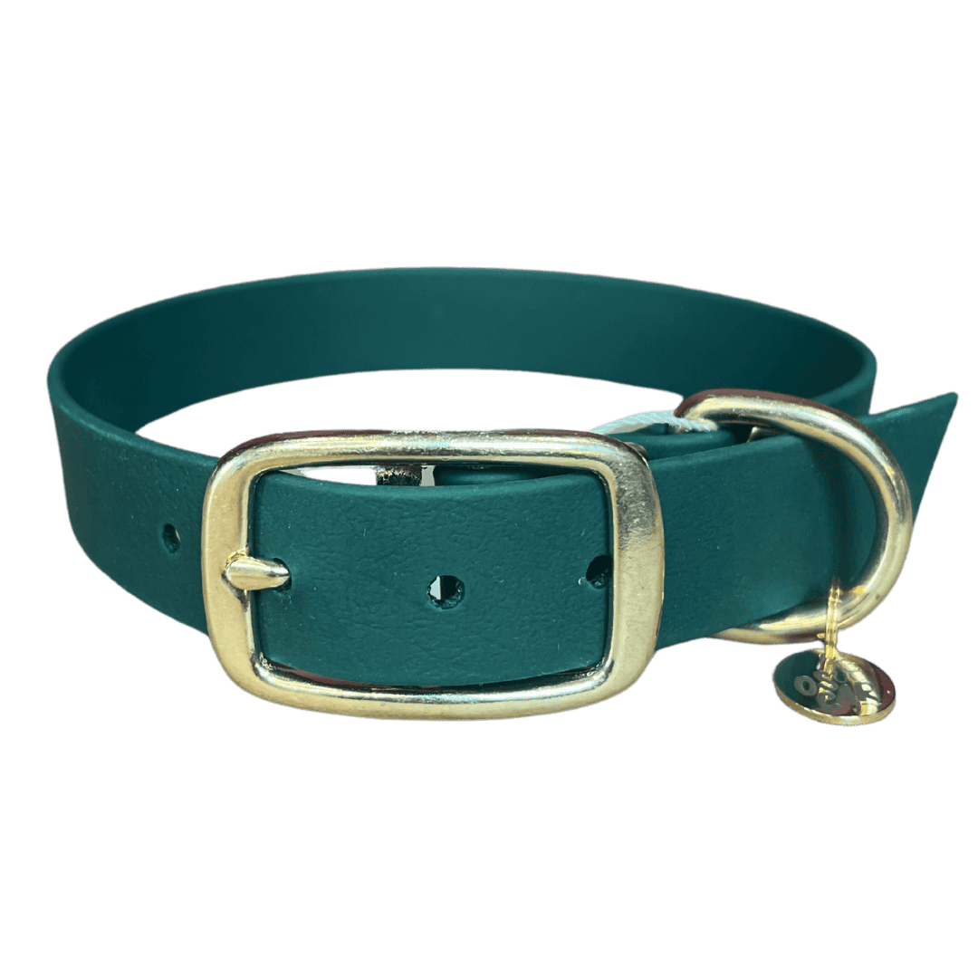 Collier chien biothane couleur émeraude 