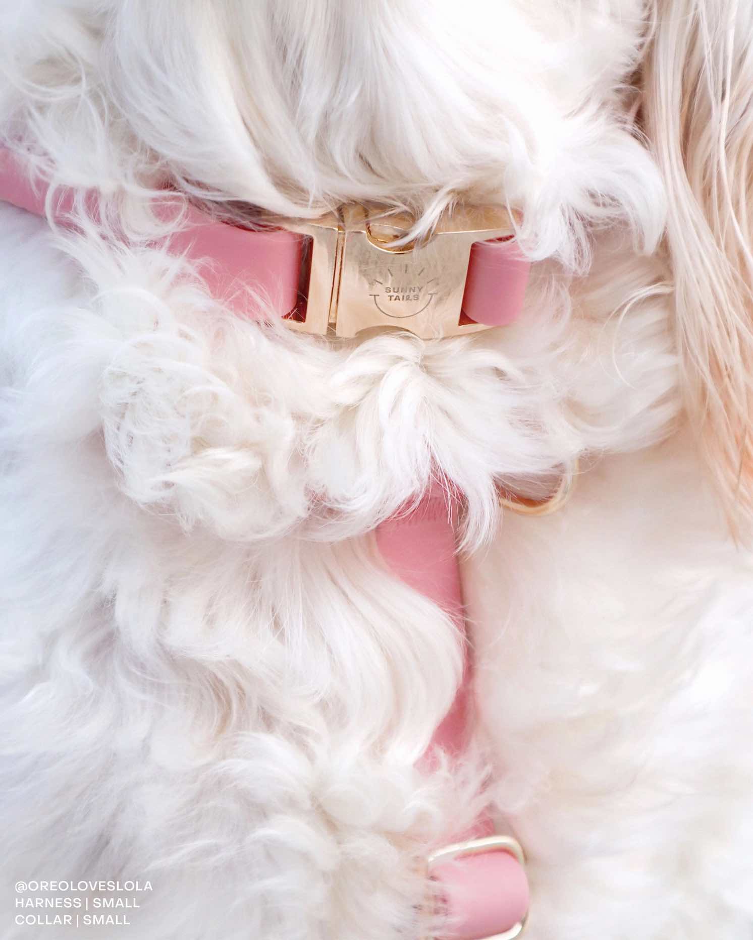 collier chien rose imperméable porté par un chien
