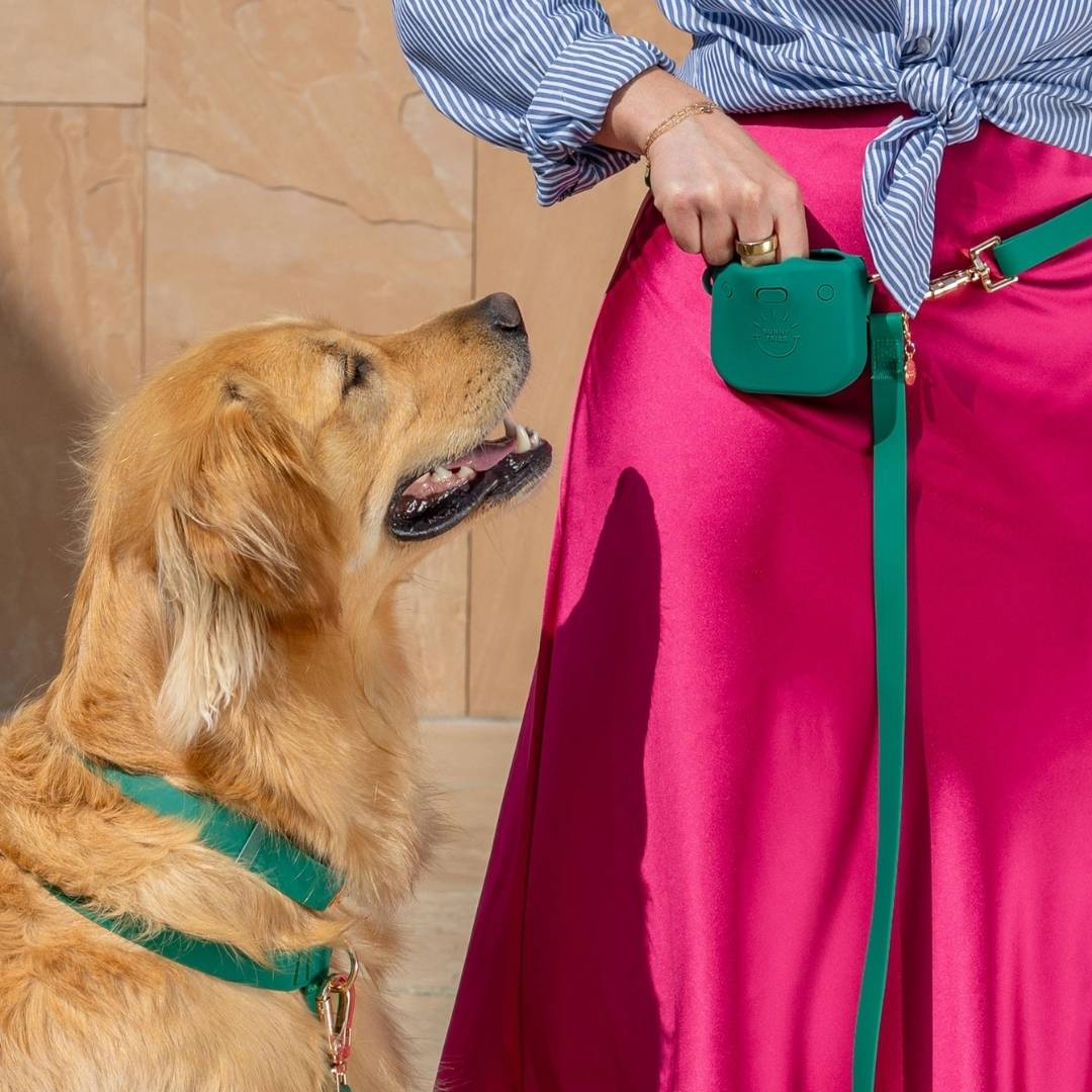 Accessoire chic et imperméable pour chien – collier vert