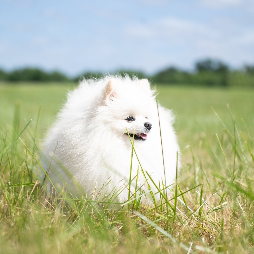 chien blanc dans un champ – bien-être et santé grâce aux compléments alimentaires