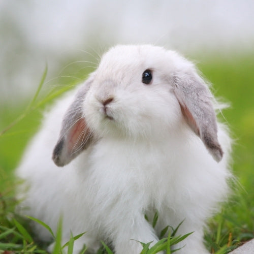 Foin pour lapin local cultivé dans une démarche bio dans le Lot-et-Garonne