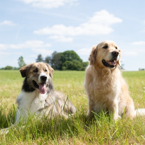 chien qui mangent des friandises pour chien pas cher et produits dates courtes