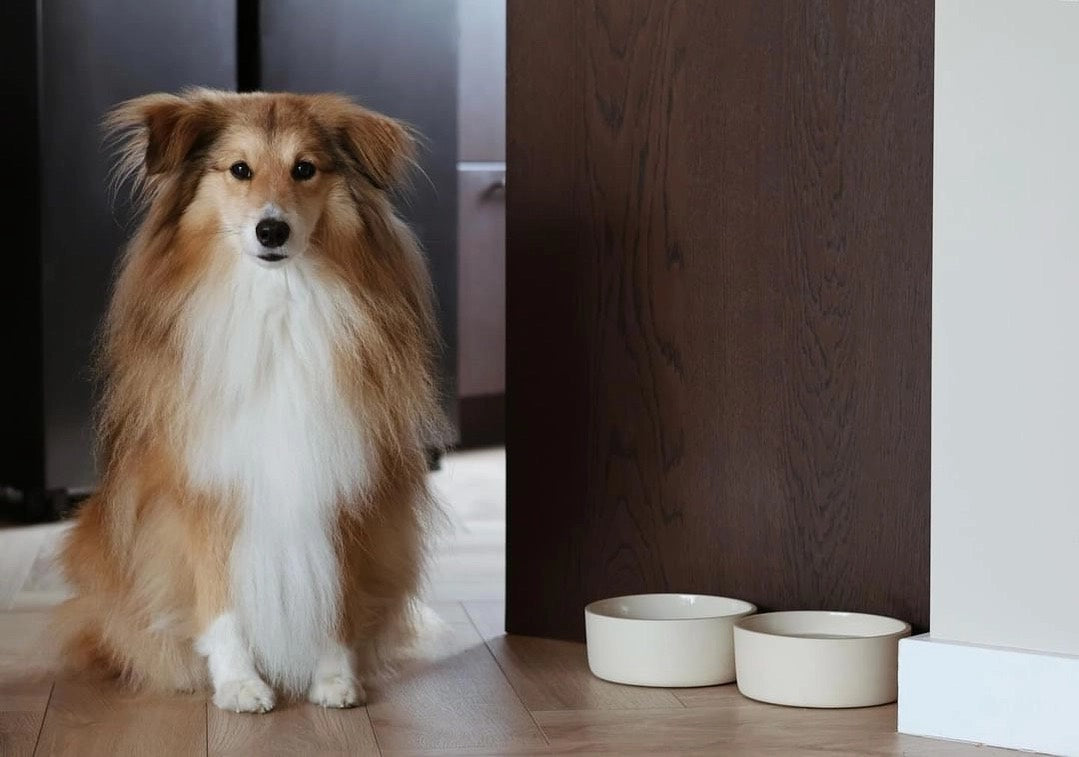 bol pour chien en céramique avec intérieur émaillé