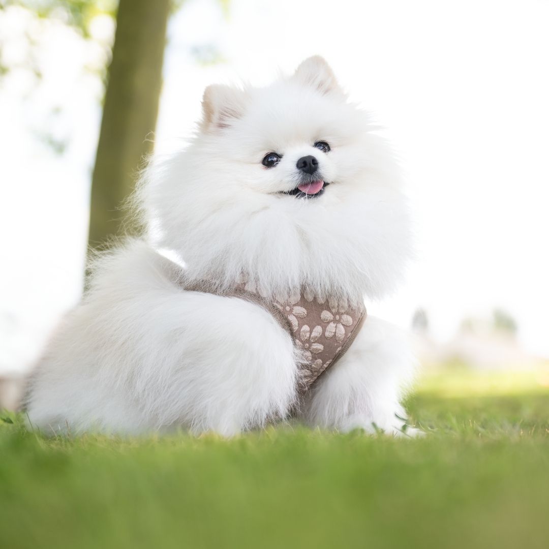 harnais fleuri ajustable pour chien stylé porté par Titou un spitz