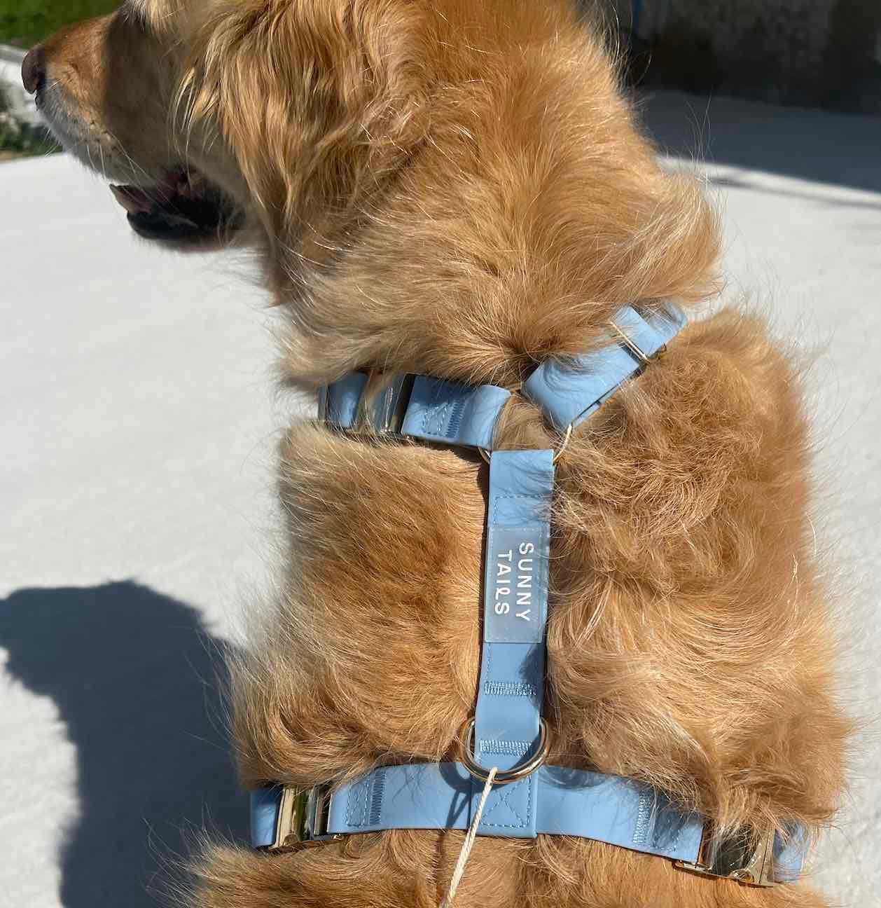 harnais pour chien bleu porté par Olympe