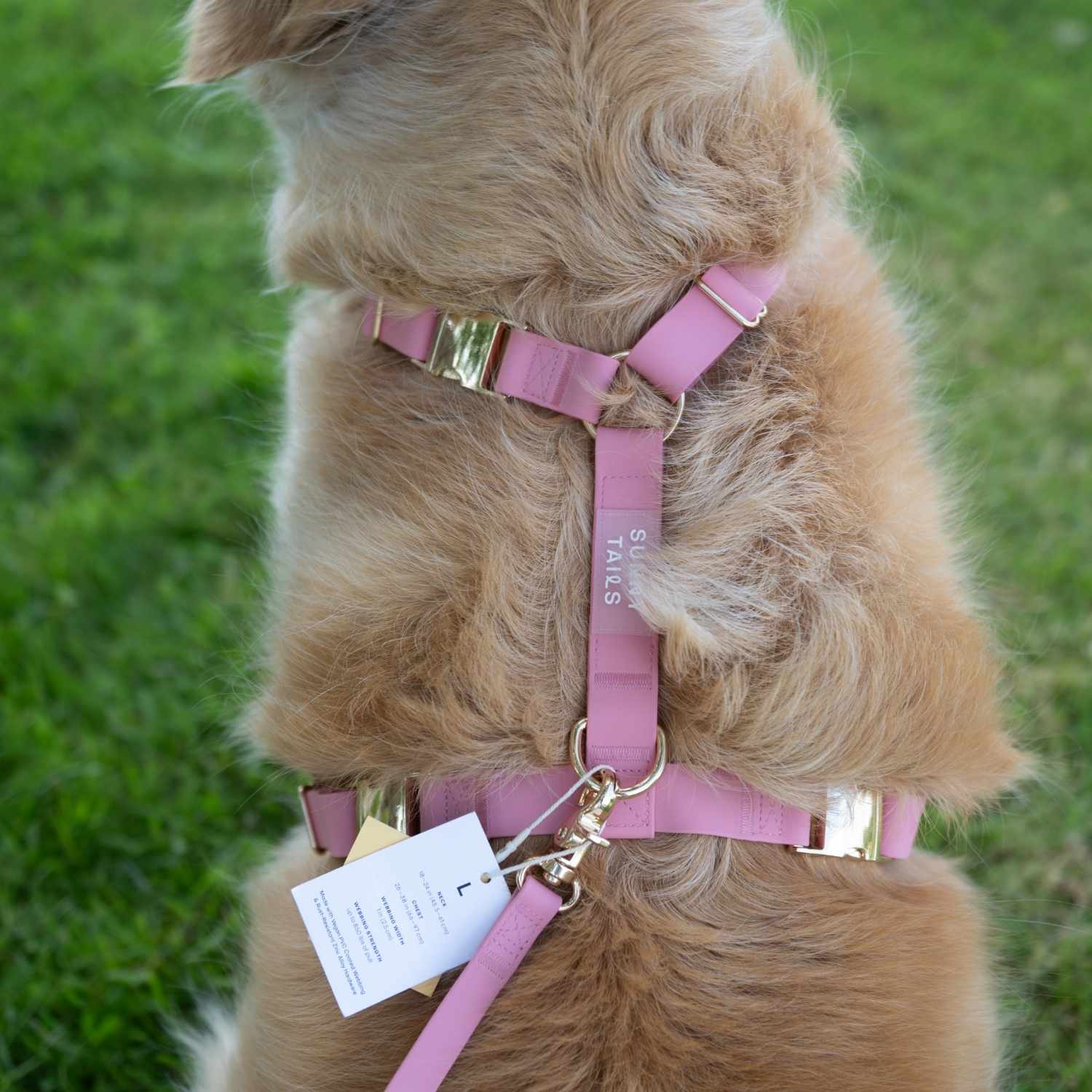 harnais pour chien rose porté par un Golden 