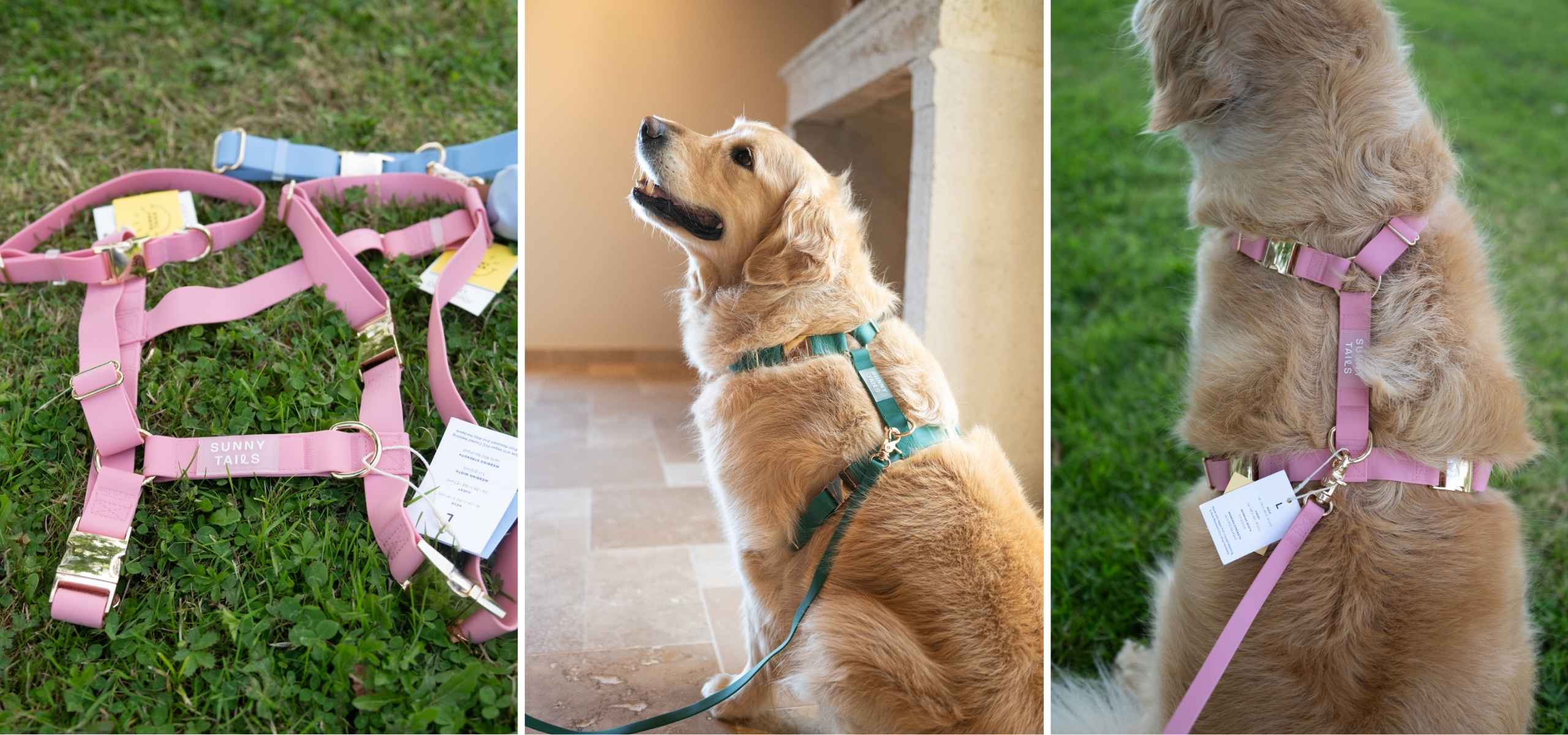 nos harnais chien imperméables, confortables et résistants