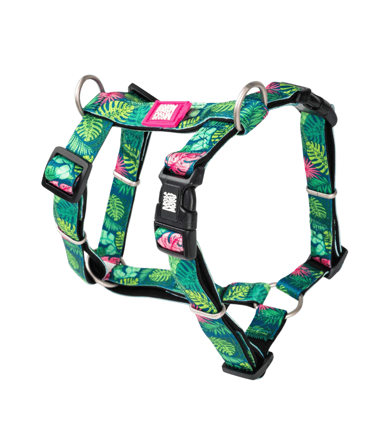harnais pour chien tropical Max & Molly