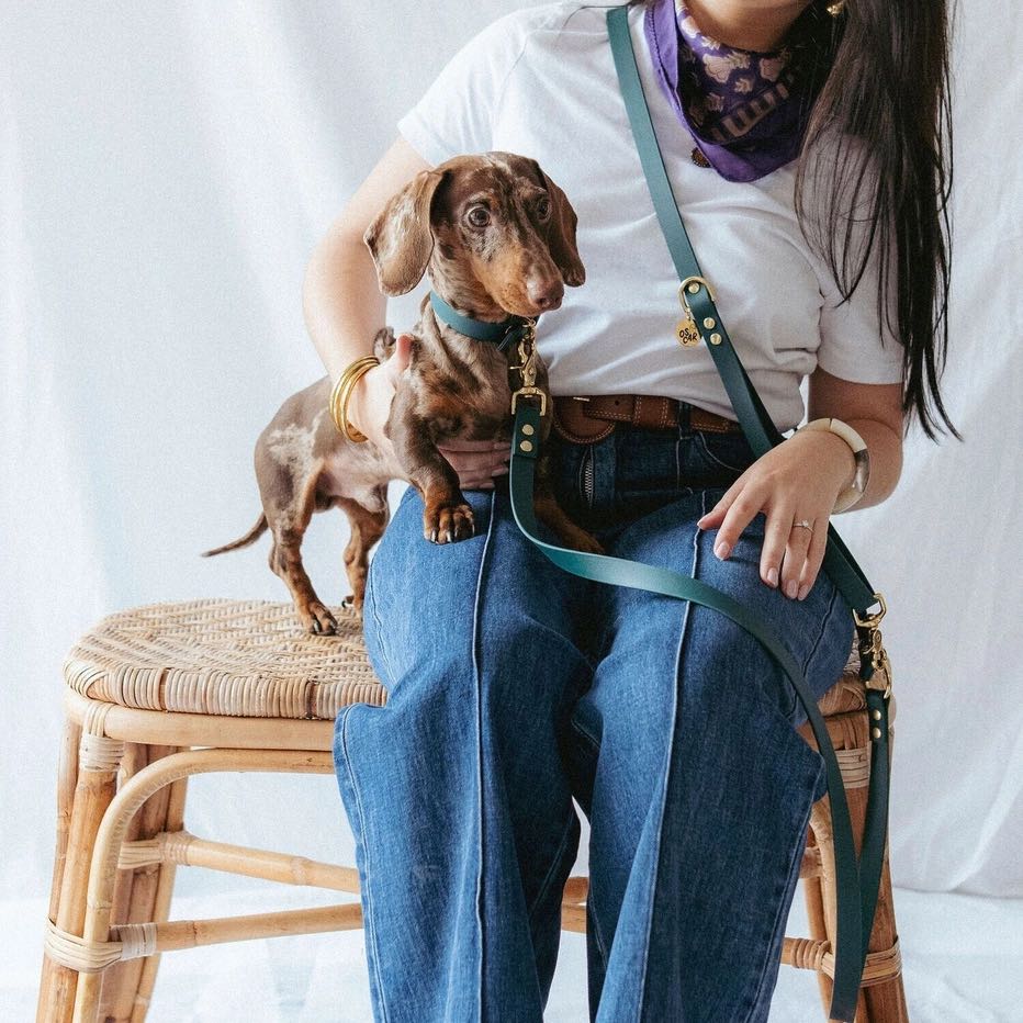 teckel avec laisse mains libres pour chien  émeraude