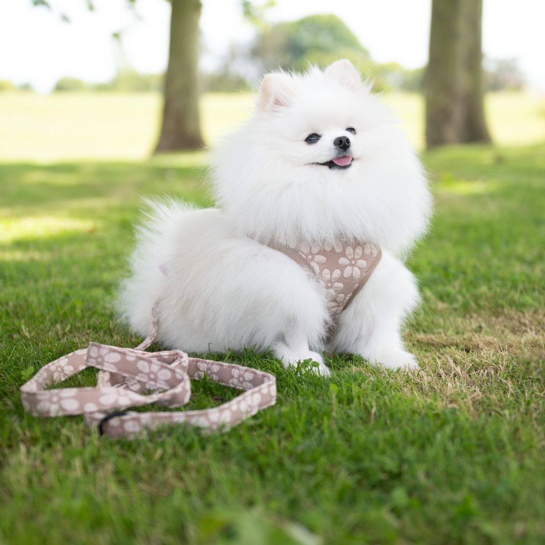 laisse pour chien motif fleuri mocha avec harnais assorti porté par Titou un spitz