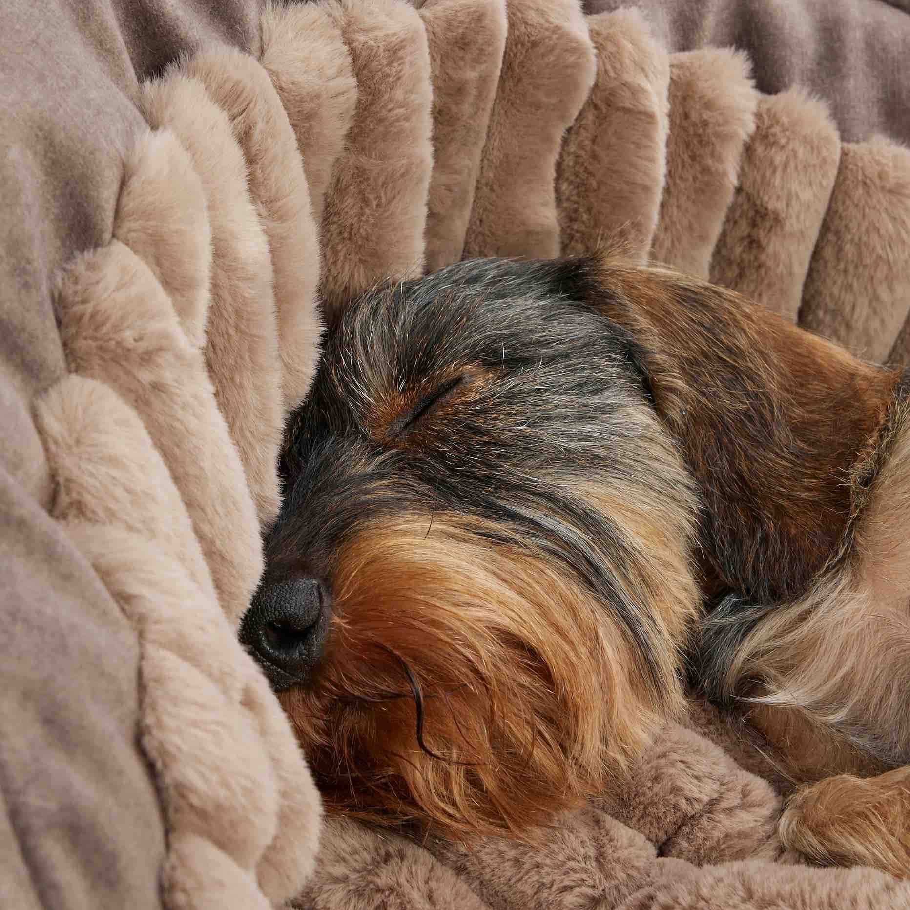 chien couché dans un lit pour petit chien fait main en Allemagne