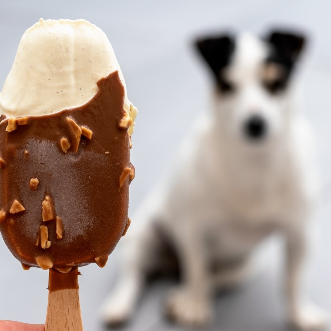 Chocolat de Pâques dangereux pour le chien, rappel des risques pendant les fêtes