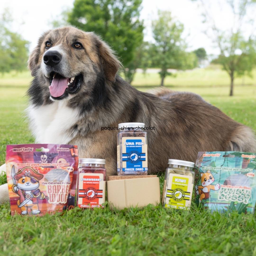 Sélection de friandises et produits pour chien pour célébrer Pâques sans chocolat