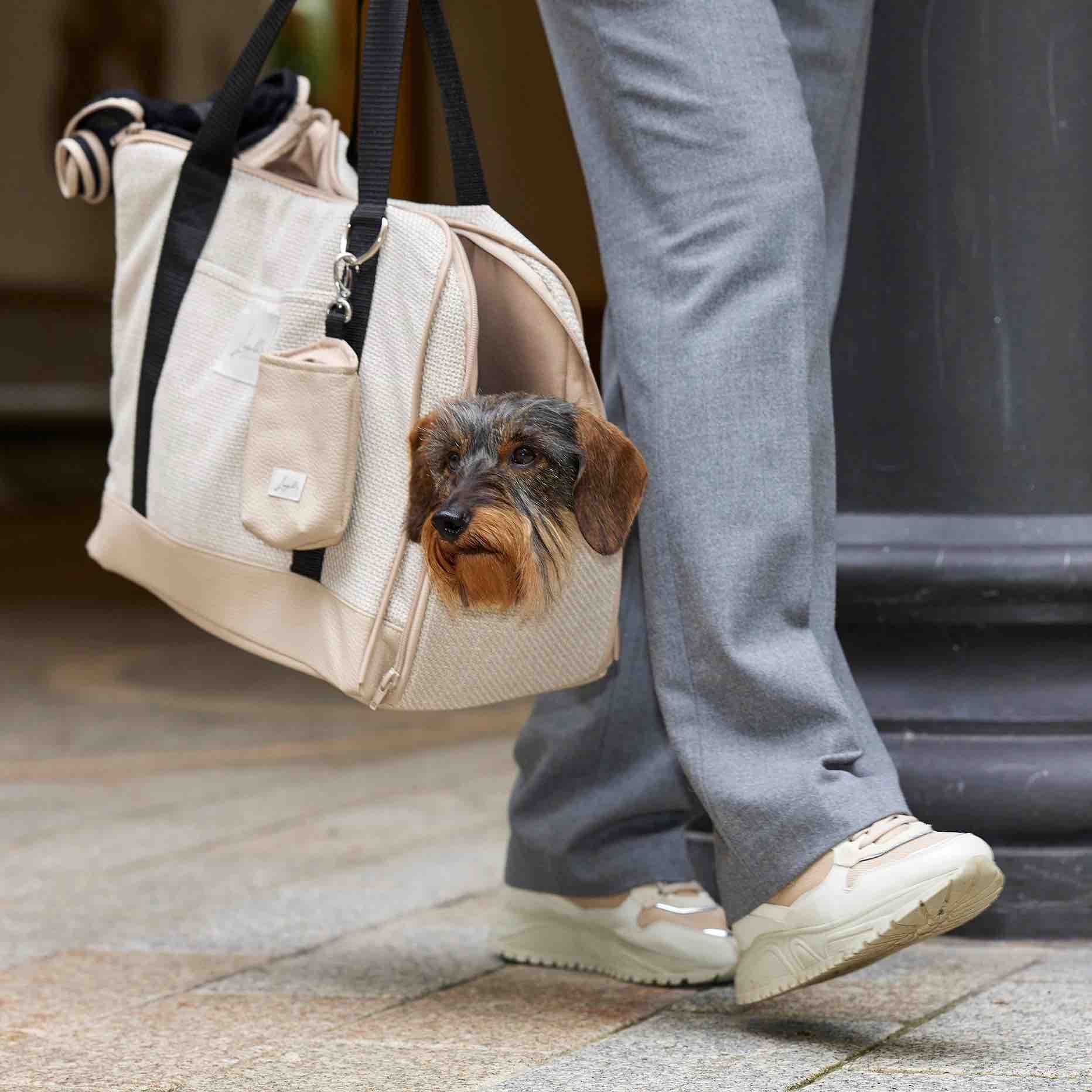 Chien installé confortablement dans son sac de voyage cabine