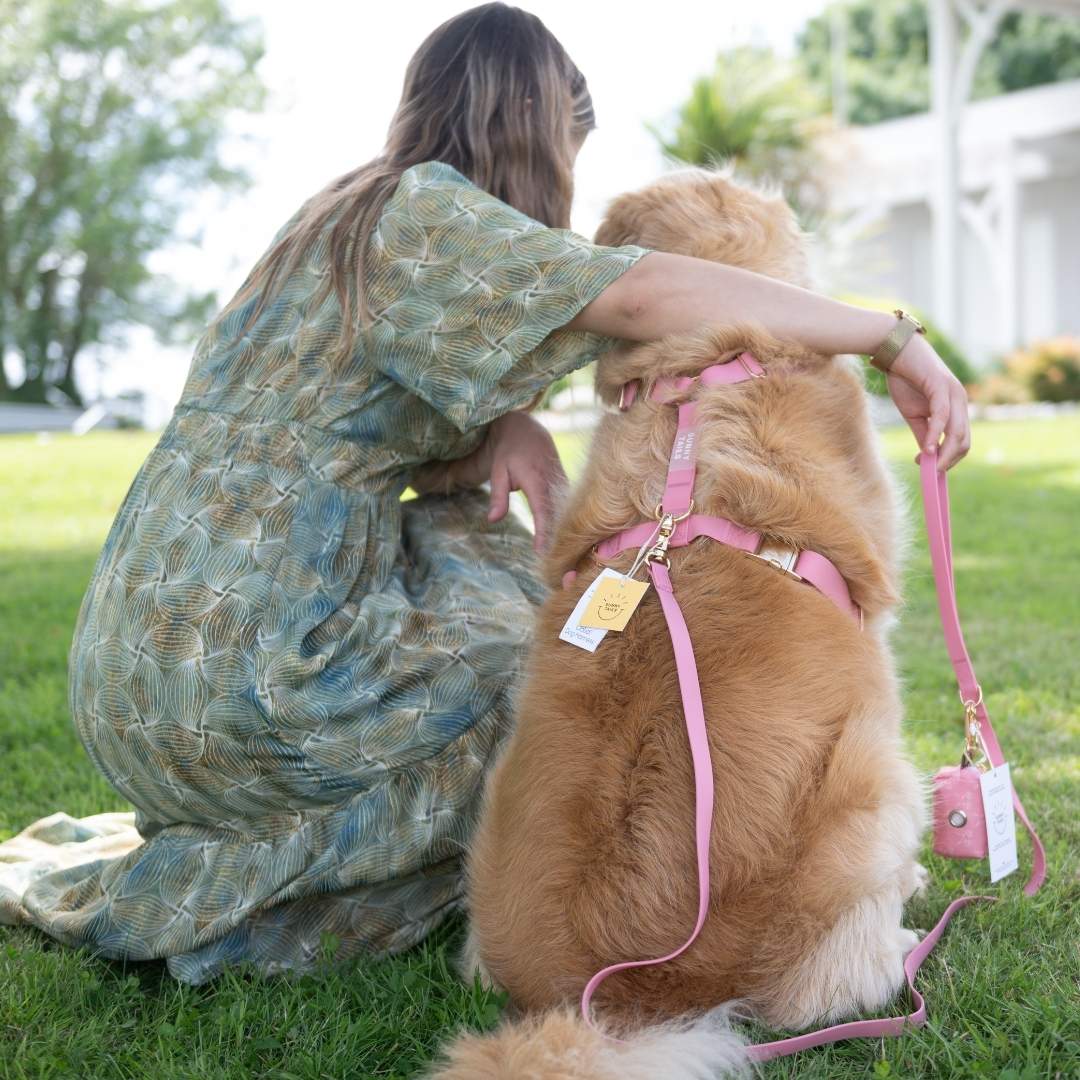 Chien équipé d’un harnais rose et d’une laisse élégante, idée cadeau Saint-Valentin pour chien