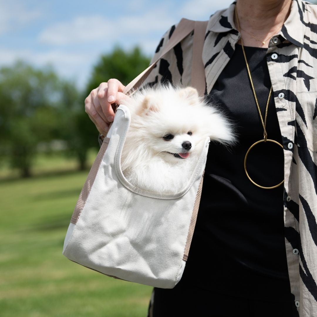 Petit chien transporté dans un sac de balade, accessoire pratique et cadeau Saint-Valentin chien