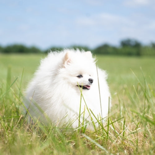 spitz blanc dans l’herbe
