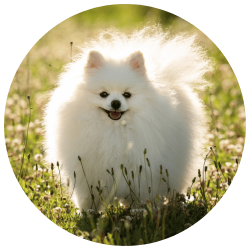 Titou, Spitz, un des testeurs de la boutique pour chien Trop Wouaf